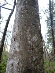 Phaeophyscia squarrosa