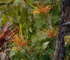 Psittacanthus schiedeanus