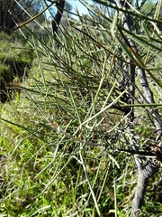 Hakea leucoptera