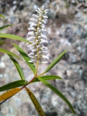 Veronica stenophylla
