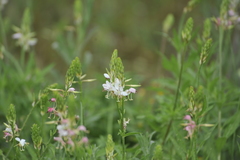 Oenothera suffulta