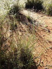 Eragrostis setifolia