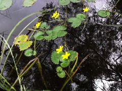 Nymphoides crenata
