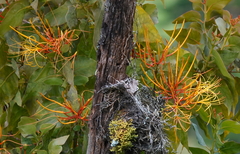 Psittacanthus schiedeanus