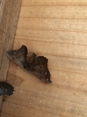 Andraca stueningi