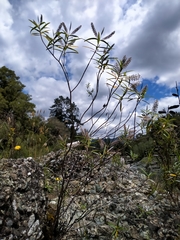 Veronica stenophylla