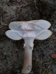 Amanita mutabilis
