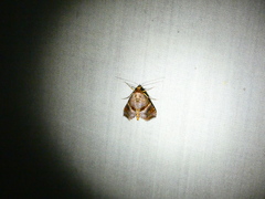 Cecharismena nectarea