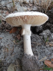 Amanita mutabilis