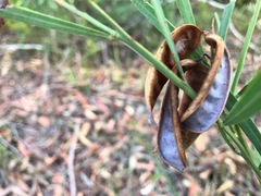Acacia suaveolens