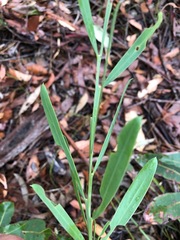 Acacia suaveolens