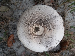 Amanita mutabilis