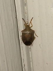 Euschistus conspersus