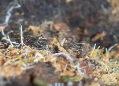 Gliocladium polyporicola