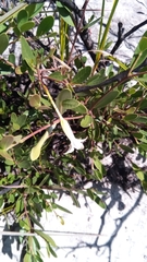 Mascarenhasia