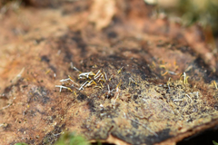 Gliocladium polyporicola