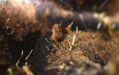 Gliocladium polyporicola