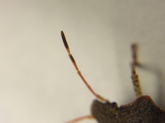 Euschistus conspersus