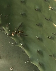 Polistes exclamans