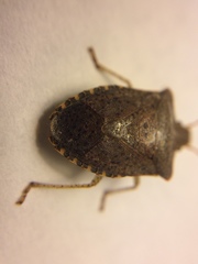 Euschistus conspersus