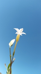 Mascarenhasia