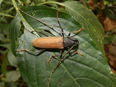 Jupoata rufipennis