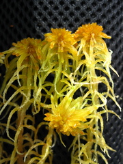 Sphagnum balticum