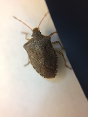 Euschistus conspersus