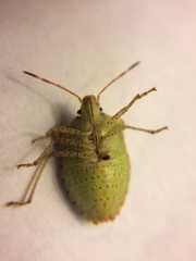 Euschistus conspersus