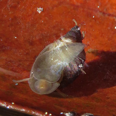 Physidae