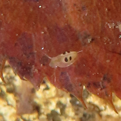Oligostraca