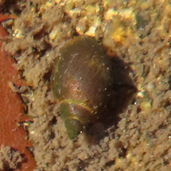 Physidae