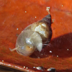 Physidae