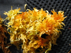 Sphagnum balticum