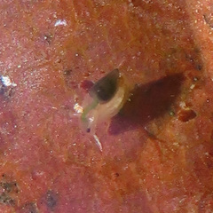 Oligostraca