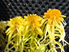 Sphagnum balticum
