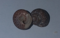 Clanculus jussieui