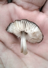 Pluteus podospileus