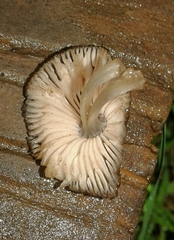 Pluteus podospileus
