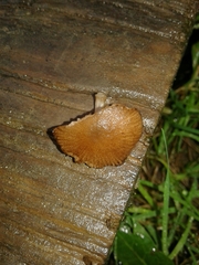 Pluteus podospileus