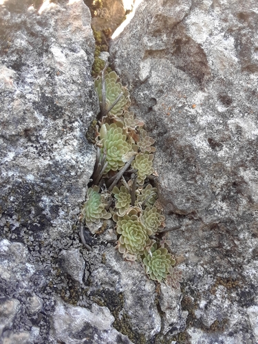 Pinguicula esseriana