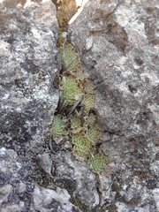 Pinguicula esseriana
