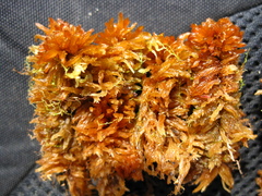 Sphagnum balticum