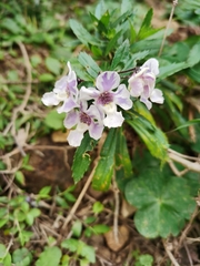 Angelonia angustifolia