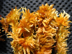 Sphagnum balticum