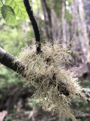 Usnea barbata