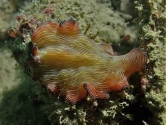 Pseudobiceros fulgor