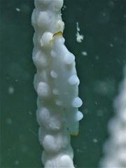 Aclyvolva lanceolata