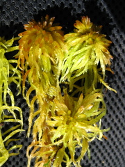 Sphagnum balticum