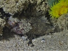 Centrogenys vaigiensis